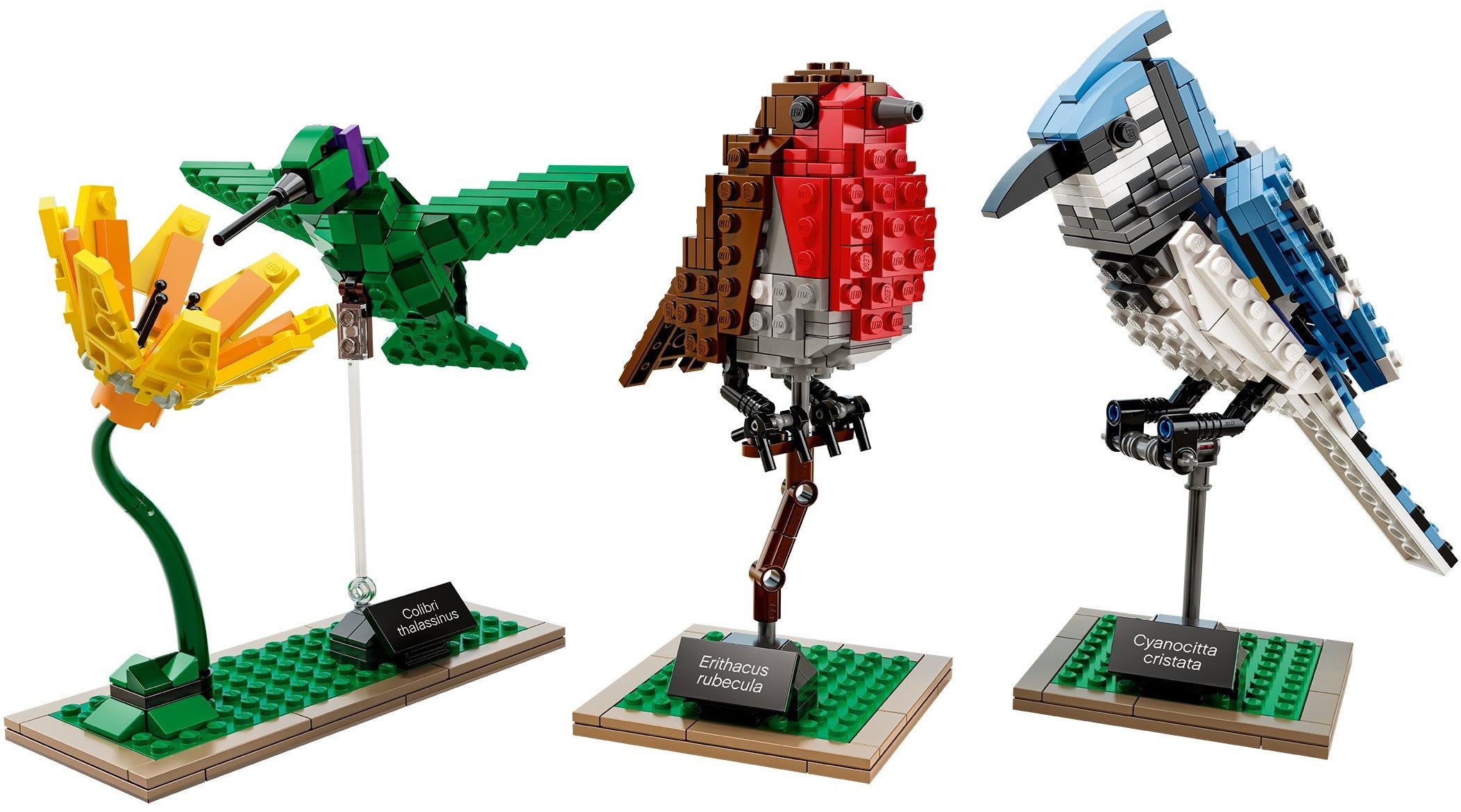 21301 Ideas Birds